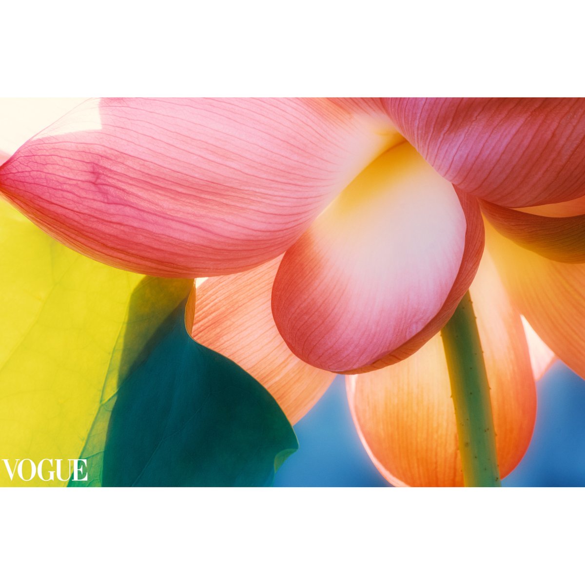 Tetsuji FUJINO | 藤野哲次 tweet media