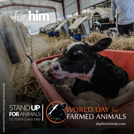 On World Day for Farmed Animals spare a thought for farmed animals. 

Calves on dairy farms are ripped away from their mothers within hours of birth with male calves being slaughtered for veal. 😡

#FarmAnimalsDay #GoVegan #DairyTruth #LoveAnimals #dairy