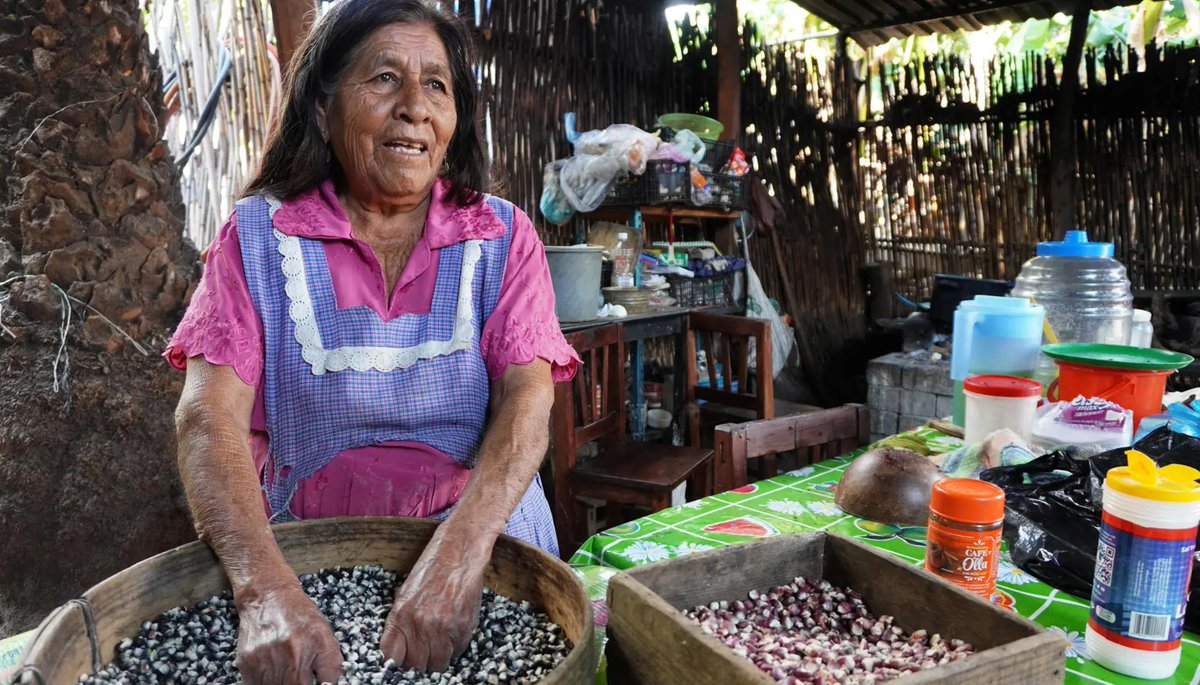 lopezdoriga's tweet photo. Campesinos indígenas del sur mexicano se organizan y crean bancos de semillas para defender al maíz tradicional de la crisis climática.

https://t.co/PH12KDpWh6 https://t.co/bi2Fov1FYb