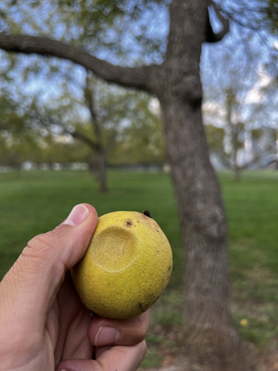 BlackWalnuts's tweet photo. It is day one of the 2023 Black Walnut Harvest!  Try the thumb test to see if your #blackwalnuts are ready for harvesting!

Click here to find a hulling station near you: https://t.co/9hcT7BuJ6P

#blackwalnuts #harvestseason #ozarks #handharvested #wildfoods #sustainablefood https://t.co/phcZYrSy7i