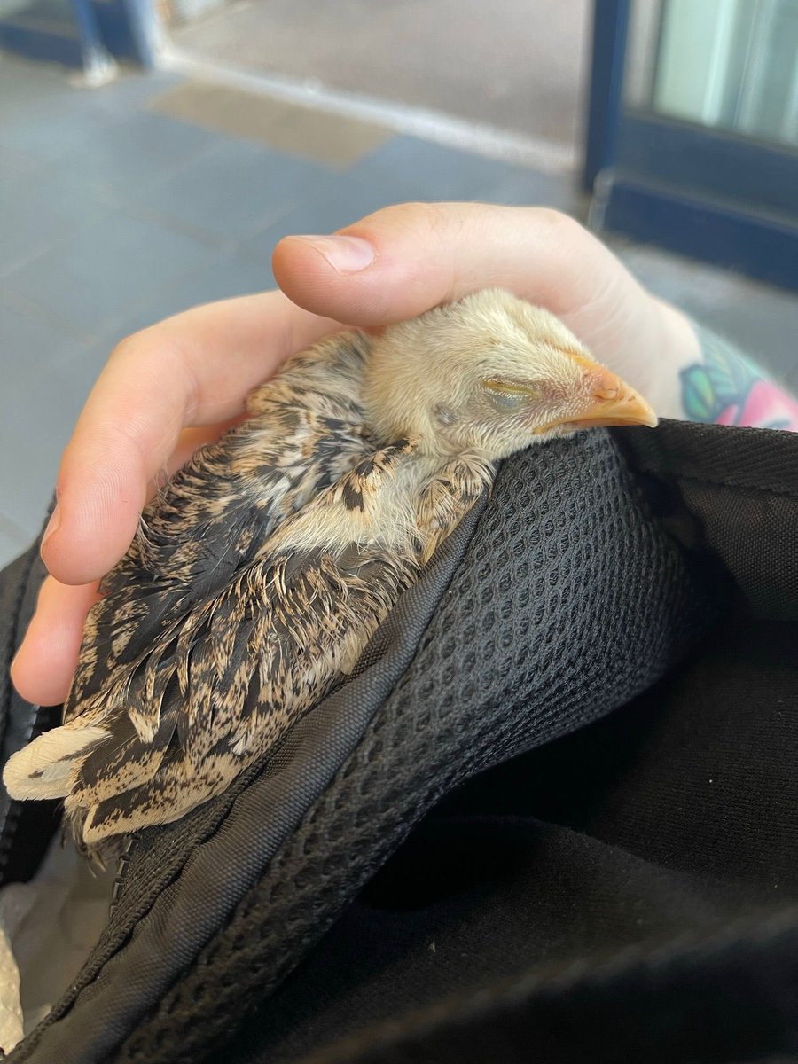 I’m a little bit obsessed with the baby chicks staying at our lovely Laura’s before they go to their forever home at summers rescue. Loook how cute!! Have you seen a baby chicken sleeping?? 💚💚 #rehabberdiaries #goodnight #sweetdreams #rescuelife