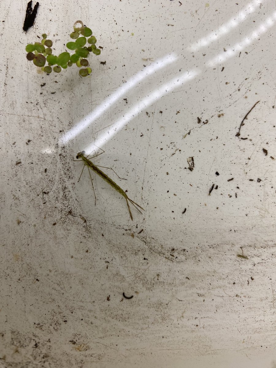 A beautiful day for SNC1WI to explore factors affecting ecosystems in Blair with <a href="/N8ureNate/">Nature Nate</a> today! #biodiversity #SNC1WI