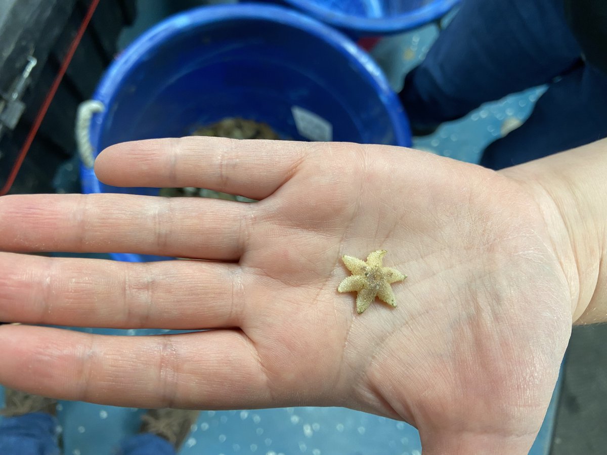 sikuliaq's tweet photo. Learn about new research aboard Sikuliaq during a Strait Science lecture on Oct 5 at 6:30 pm AKST. @UAFcfos’ Seth Danielson, @UMCES’ Jackie Grebmeier discuss the ecosystem of Bering &amp; Chukchi seas.
Zoom: https://t.co/WDaud8Qljc
ID: 874 9293 6730
Pass: 056726
Call: 253-215-8782 https://t.co/k4lz9lXUEv