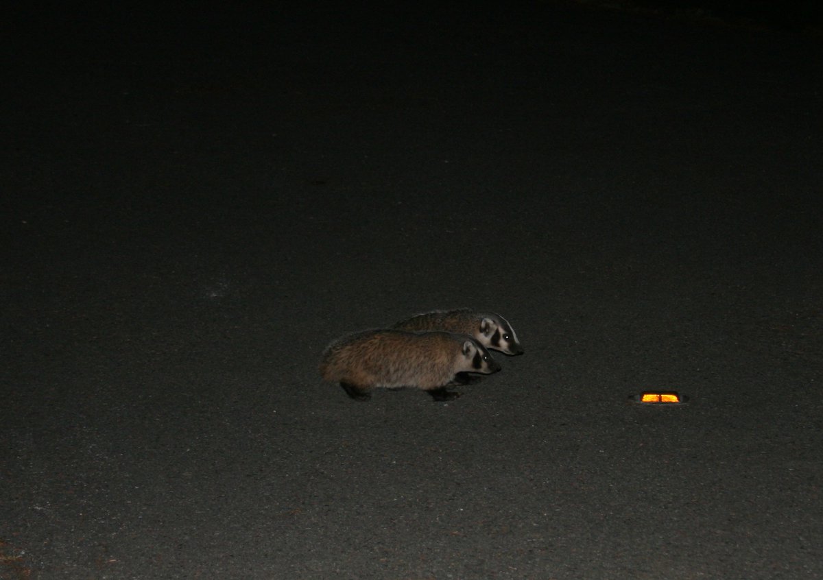 Juvenile badgers inspect a reflection light.