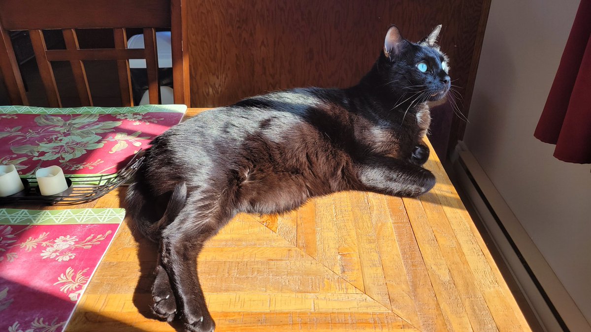 notprettybitch's tweet photo. Tribute to my beautiful boy @Zeusifer71 for yowling me awake whenever I sleep past my alarm THANK FUCK at 8 on the nose. 

Without this cat, I'd be unemployed and homeless. https://t.co/H6blQ6Zor6