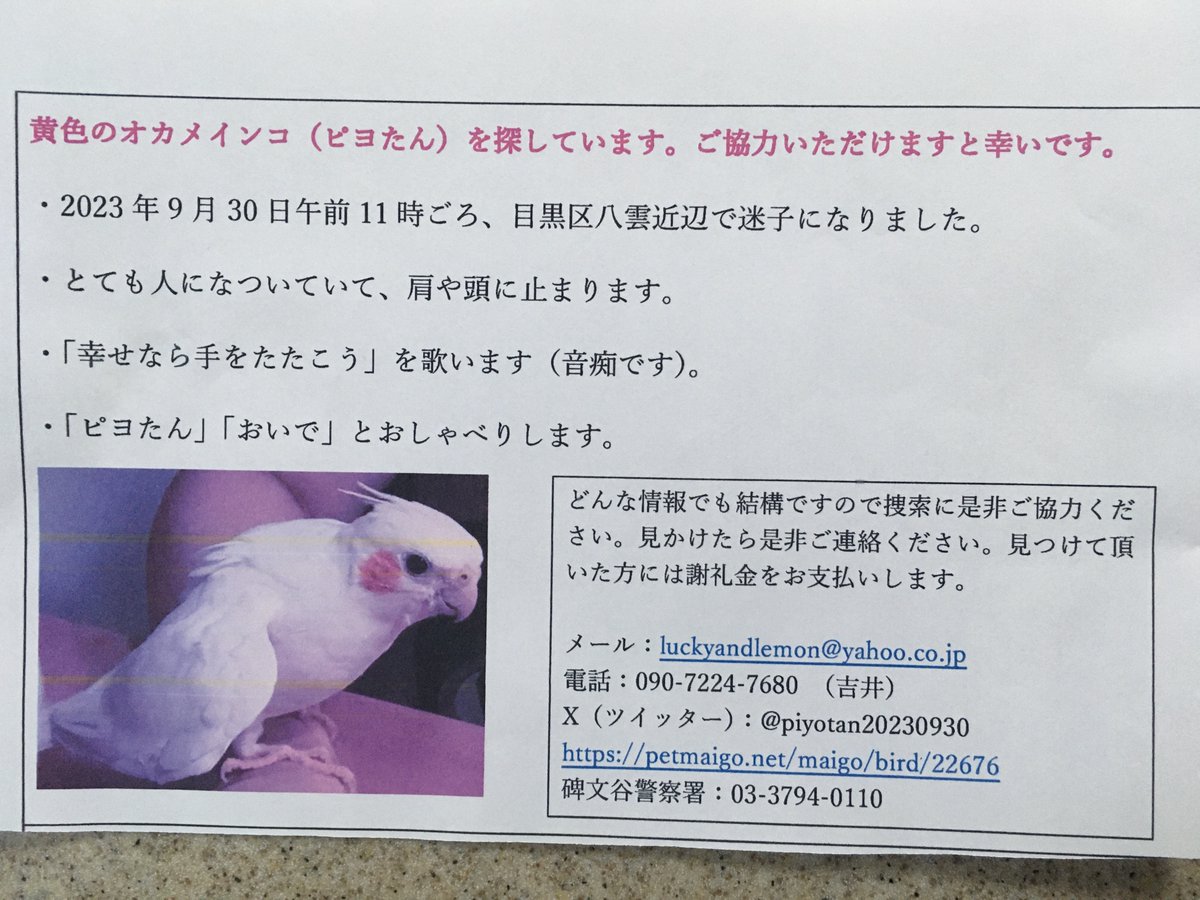 pbarakan's tweet photo. 公演を散歩中、迷子になったインコを探している女性にこの紙を渡されて、協力を頼まれたので投稿します。 https://t.co/Kai19U7Per