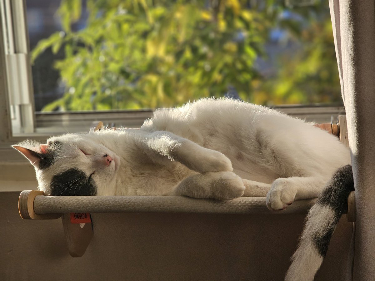 CaitiritheFiery's tweet photo. Look at my soft baby. So cute and comfy. #cat #sushithecat https://t.co/Zgxme8jlrl