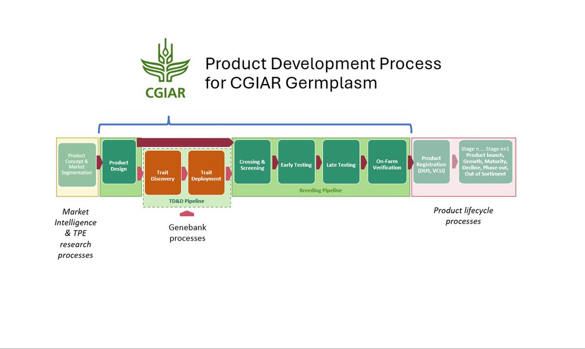 CGIARbreeding's tweet photo. How @CGIAR develops germplasm products: #AcceleratedBreedingInitiative’s stage plan clarifies inputs, outputs &amp; handover points

This simplified linear model links to phenotyping, data &amp; more. Centers &amp; crops are adopting it to ensure #OneCGIAR uses shared frameworks &amp; terms https://t.co/oV9mTsPuwI