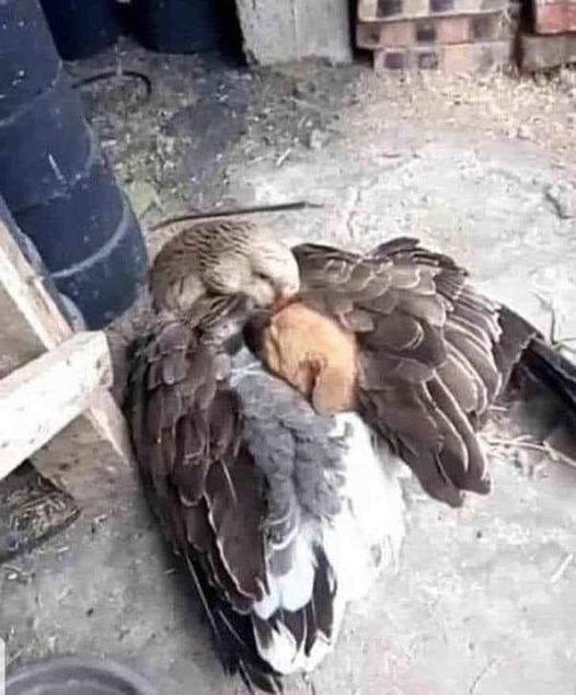 Dalbodog's tweet photo. A man finds a goose that was shaking with cold stuck to a pole in Montana. As he got closer he realized, wrapped up in her wings, was a tiny puppy she was shielding from the freezing temperatures. We have so much to learn from the animals. Beautiful. (Both the goose and the puppy have recovered, were adopted together, and are doing well.) 😍😍😍

Credit: first owner
