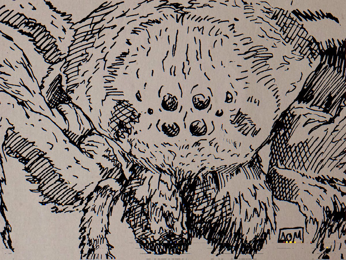 theartofalien's tweet photo. #Spiders

#Inktober #Ink #Tinta #TintaChina #ChineseInk #IndiaInk #IndianInk #Drawing #Dibujo #Cuiloa #Aracnido #Arachnids #CloseUp #Macro #Slipknot #Terror #Halloween #Staedtler #Estilografo #Stylograph #MechanicalPen #Crosshatching https://t.co/9VPsCSt6OL