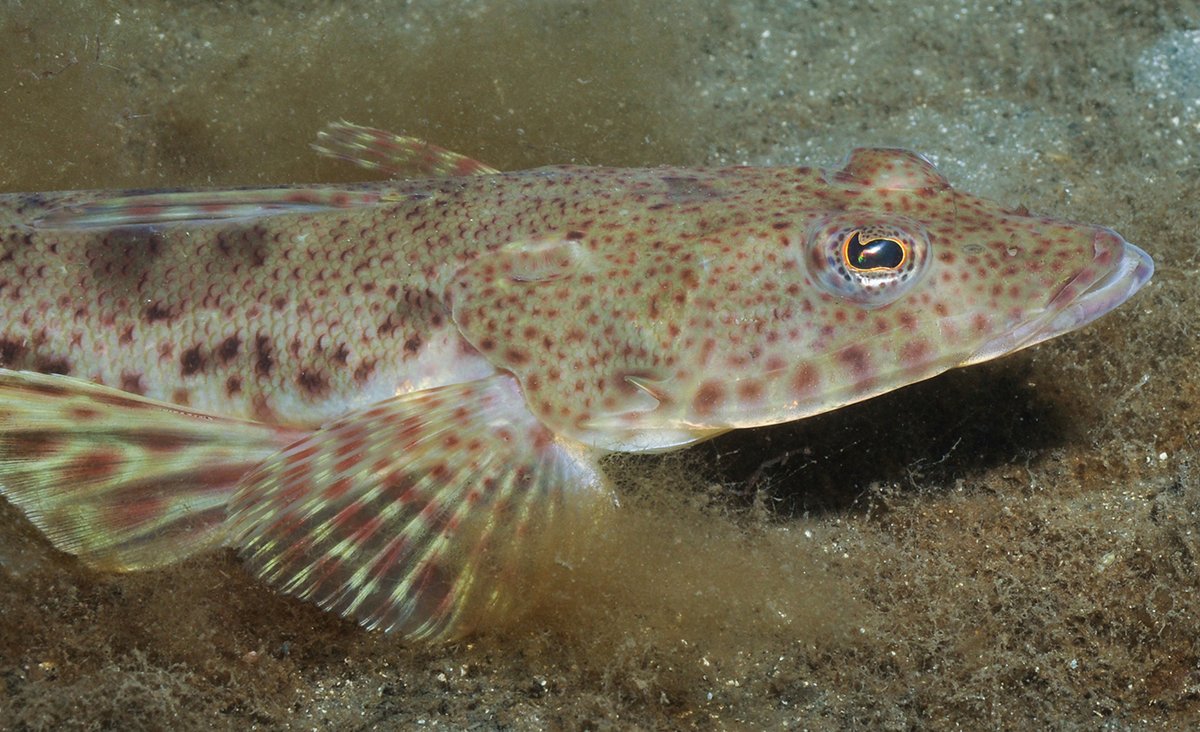 IMASUTAS's tweet photo. In need of a fisheries and aquaculture research fix? We've got you sorted with Issue 22 of IMAS Fish Bites. 🎣
Drop a line into Fish Bites here 🐟
Not subscribed? Sign up here 🐟 https://t.co/ZzpkAn0PTP
@UTAS_ #imasresearch #fishbites https://t.co/Iw1BaRCIe5