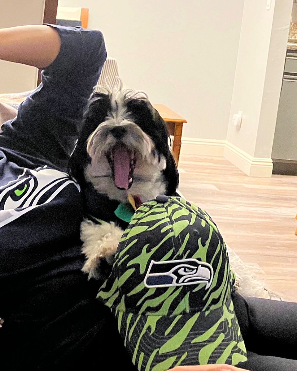 Sitting on moms lap cheering on our team. Good way to Monday. #bandit  #GoHawks #dogsoftwitter