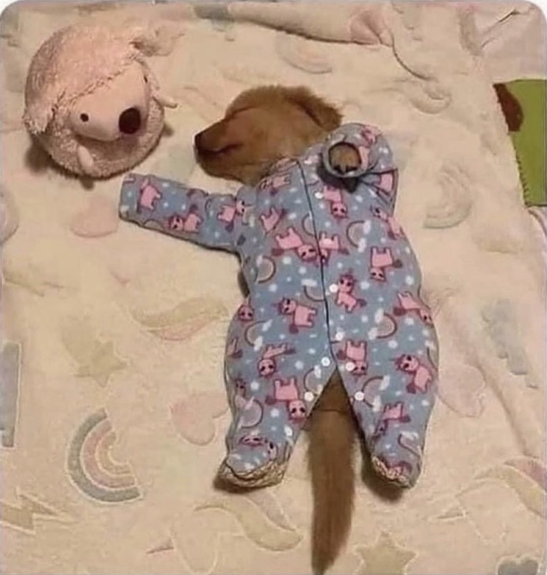 NoraRector's tweet photo. Can someone make an astrology post for sun signs and the type of dogs in them? Lol Does that exist already? 

Bc this is cancers’♋️ https://t.co/ZNLDKtmGms
