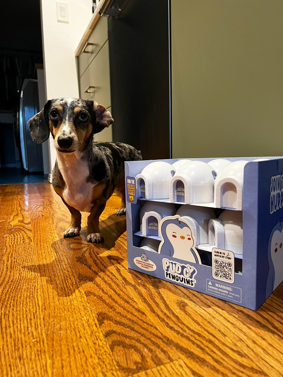 DachshundWizard 🧙‍♂️ tweet media