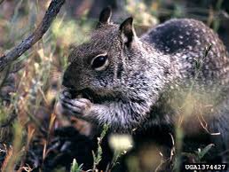 AburoRuckus's tweet photo. @MiaNWonderland Ground Squirrel https://t.co/CZq0OfDMFu