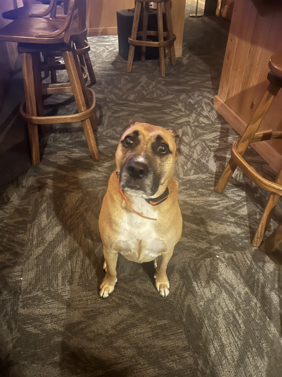 booksherm's tweet photo. @bunsenbernerbmd This is him in the restaurant I work at. He escaped my house, could smell my car (it’s very close to my house) and came scratching on the door to find me. He loves me more than I love me most of the time. https://t.co/x6fcHJuOdW