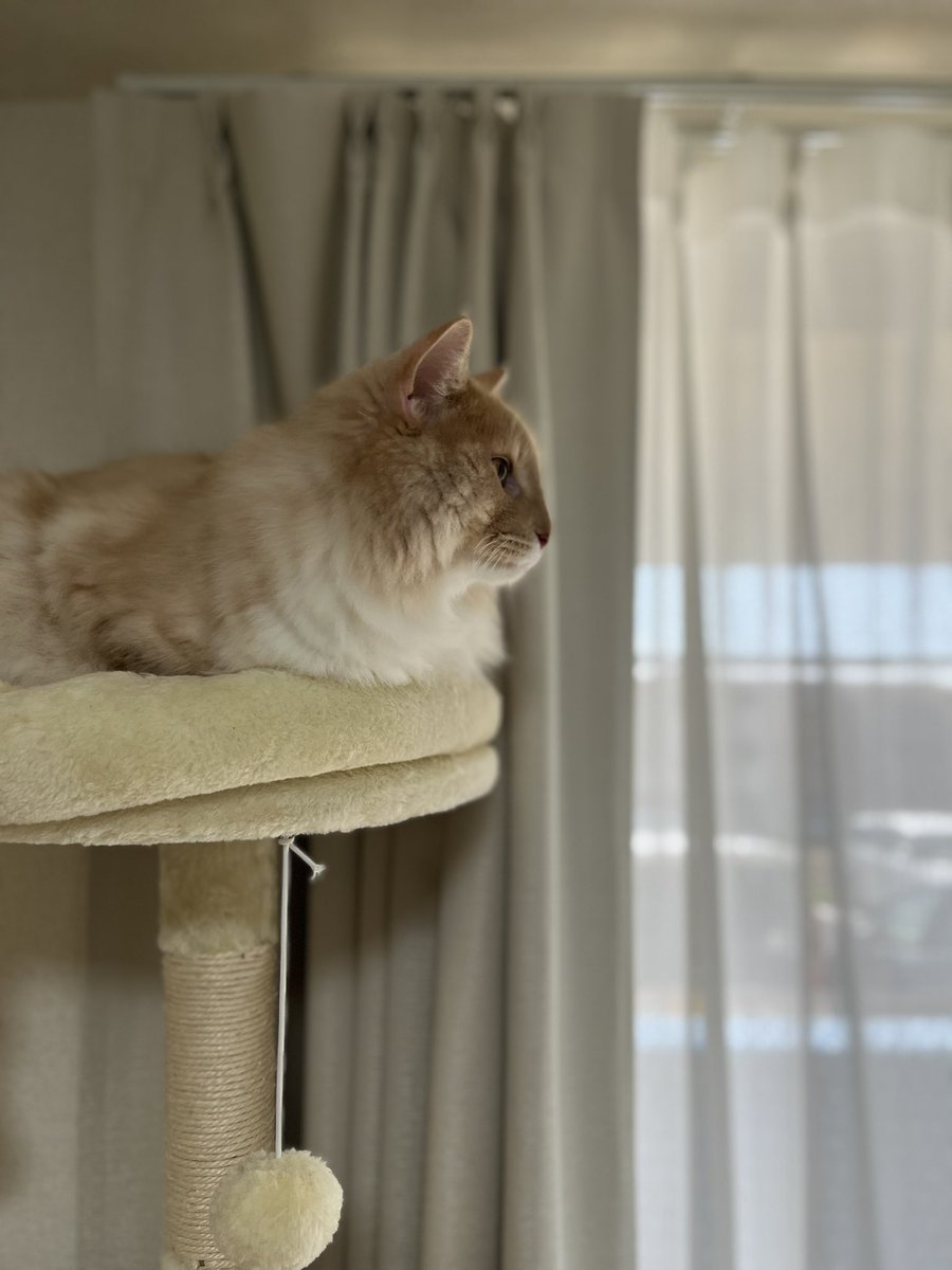 kolosuke's tweet photo. こんにちは

#猫 #猫がいる暮らし #猫好きさんと繋がりたい #ノルウェージャンフォレストキャット https://t.co/tPNlJShCjG
