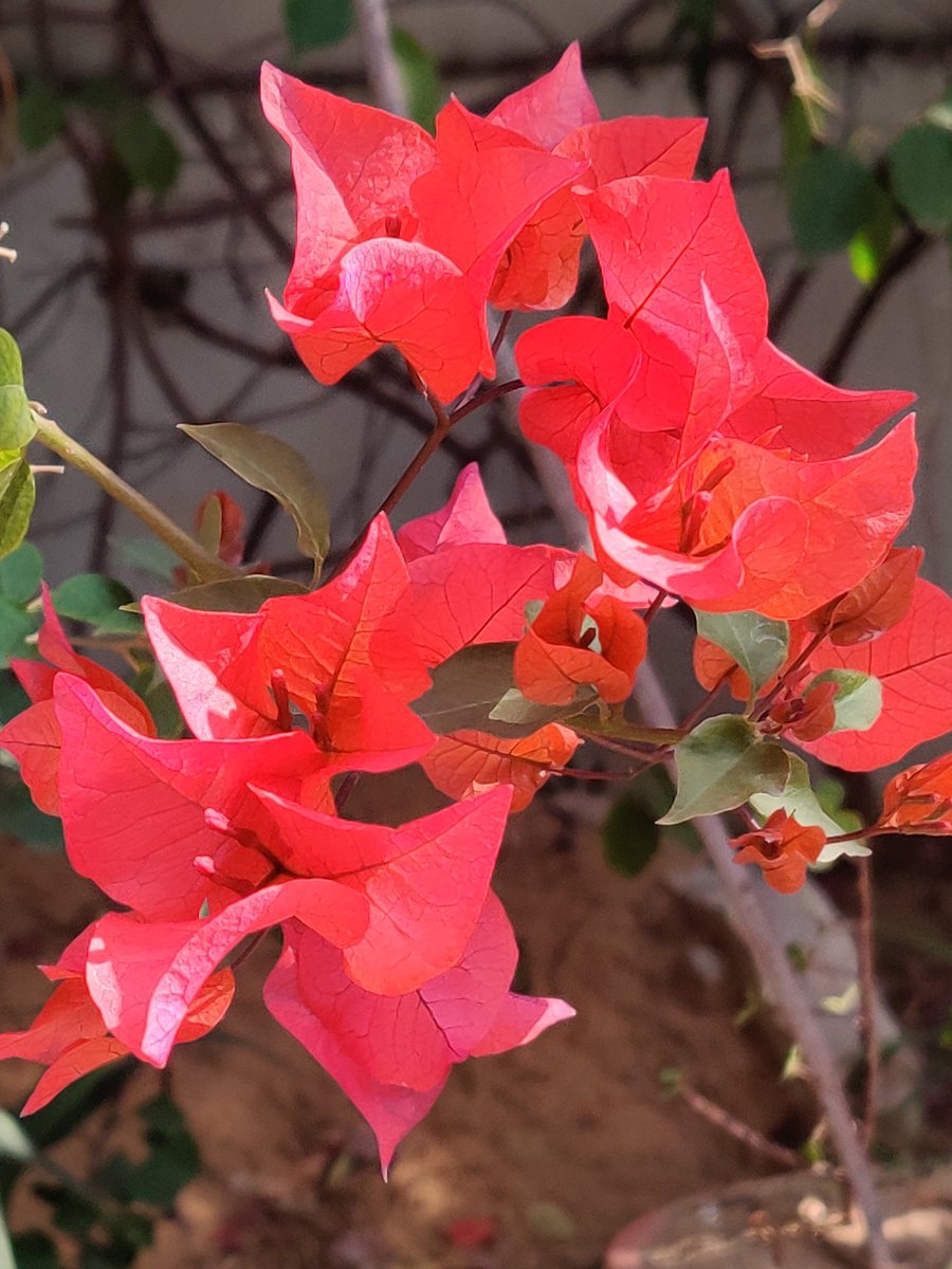 artizzzz's tweet photo. Florescence
#OctoberDiaries https://t.co/nus1LJQAoR