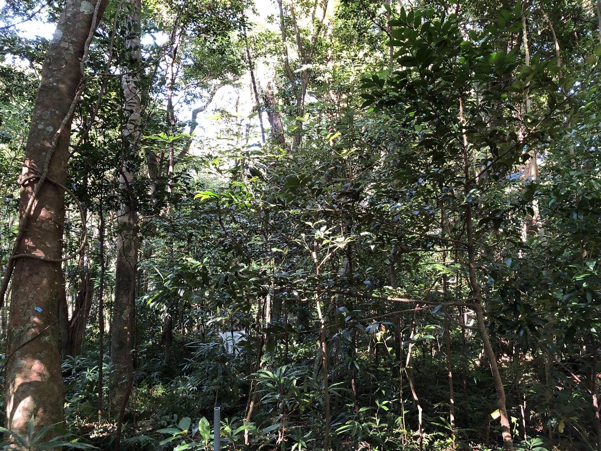 Beautiful soils from the sampling campaign with <a href="/yskond/">Yusuke Onoda</a> at Yakushima, a World Natural Heritage site for its globally distinct ecosystem with a unique flora, landscape etc