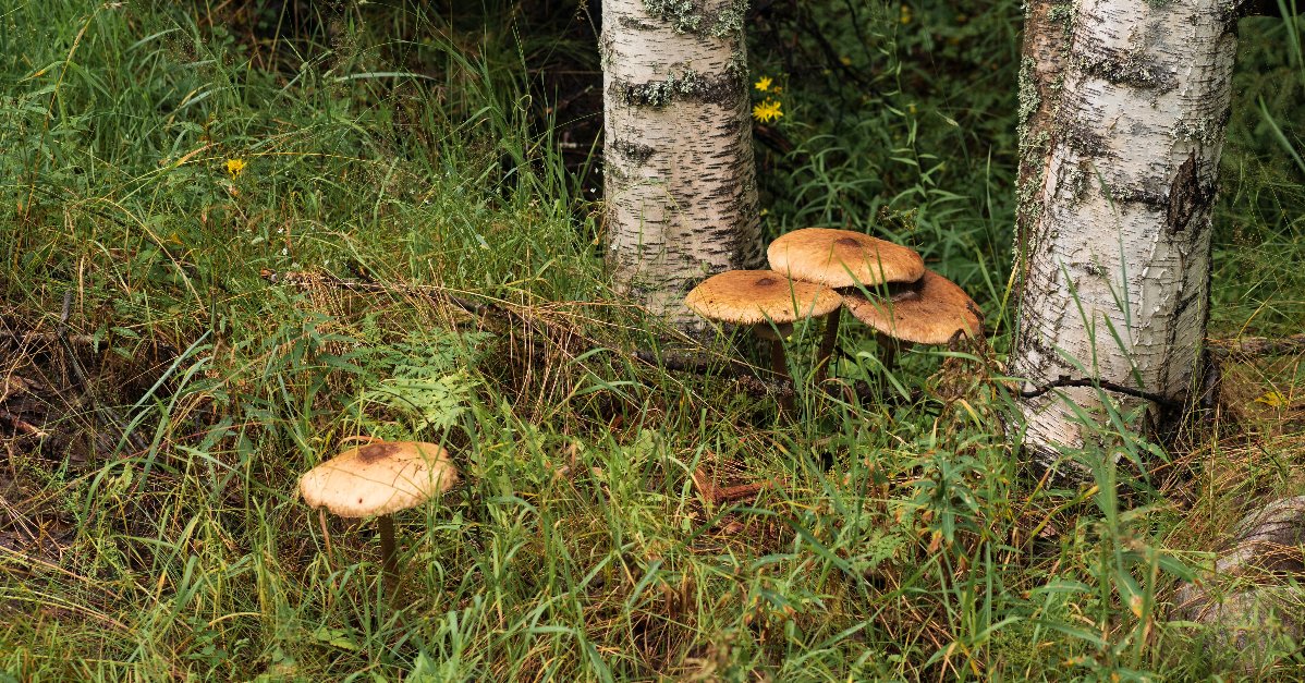 MimusMx's tweet photo. 🌱 Descubre el universo secreto de las #Micorrizas, una danza subterránea de vida y nutrientes entre plantas y hongos 🍄. Un vínculo vital para nuestros ecosistemas ��� 

https://t.co/UWyzRmEHDF

#SimbiosisNatural #AgriculturaSostenible 🌍🔄🌿 https://t.co/M7RsbhnmXu