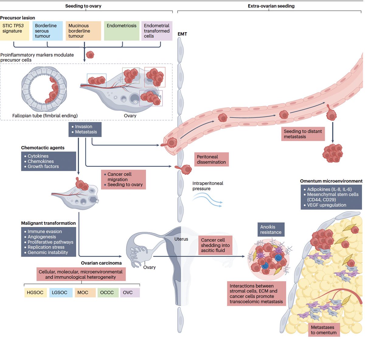 Check our review at <a href="/NatRevClinOncol/">NatureRevClinOncol</a>! We summarize the clinical and biological heterogeneity of Ovarian Cancer, how it is shaping treatment algorithm and defining the current landscape.
Amazing work by the <a href="/pmcancercentre/">Princess Margaret Cancer Centre</a> gyne team! Congrats <a href="/anacveneziani/">Ana Veneziani</a>
doi.org/10.1038/s41571…