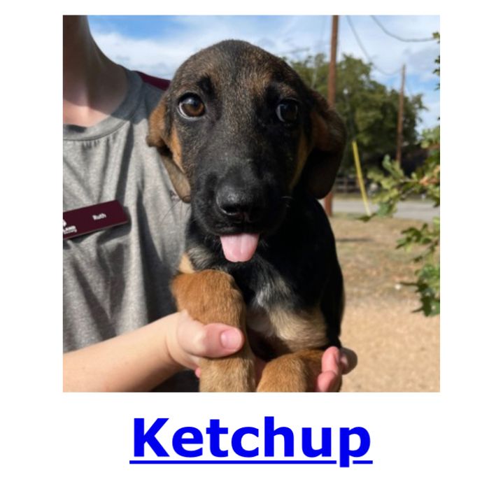 AggielandHumane's tweet photo. SPOTTED at Aggieland Humane:

Ketchup &amp; Seemingly Ranch https://t.co/H2idDjnE4j