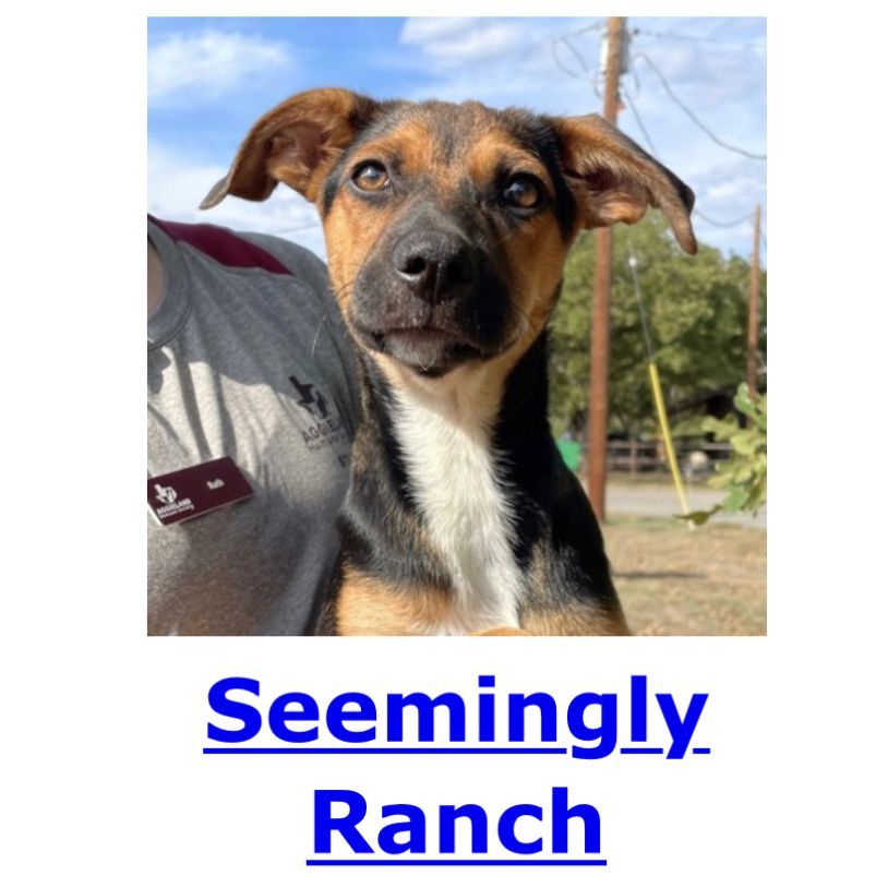 AggielandHumane's tweet photo. SPOTTED at Aggieland Humane:

Ketchup &amp; Seemingly Ranch https://t.co/H2idDjnE4j