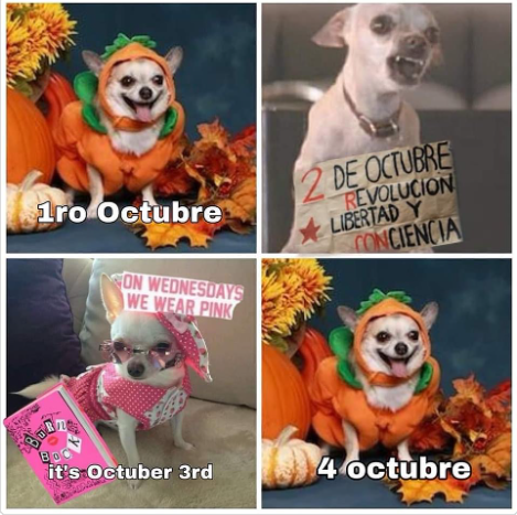 DiloConPerritos tweet picture