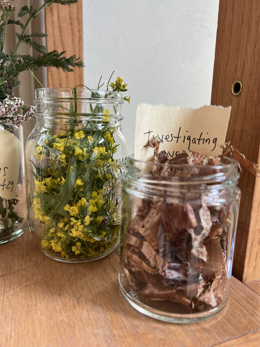 HinderYYC's tweet photo. Thoughts:
Wandering is research
Nature gives us the gift of colour
Following curiosity
Carriers of story
We have been harvesting and beginning our exploration into ink making and dyeing.
#getoutside #landbasedlearning #theartofnoticing #learningthroughthearts #cbeliteracy https://t.co/HIWFlfhgb9