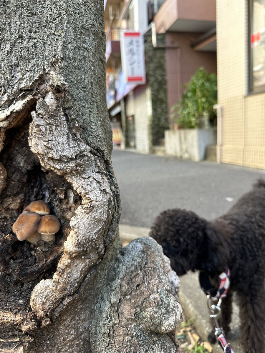 yamami_117's tweet photo. GM！🍄 https://t.co/9tYomdhkd1