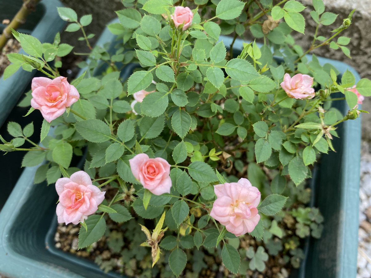 MORINAGA　幸せを呼ぶ天使キャンペーン　エンゼルペンダント Yahoo!オークション - 森永エンゼル MORINAGA 天使 エンジェル