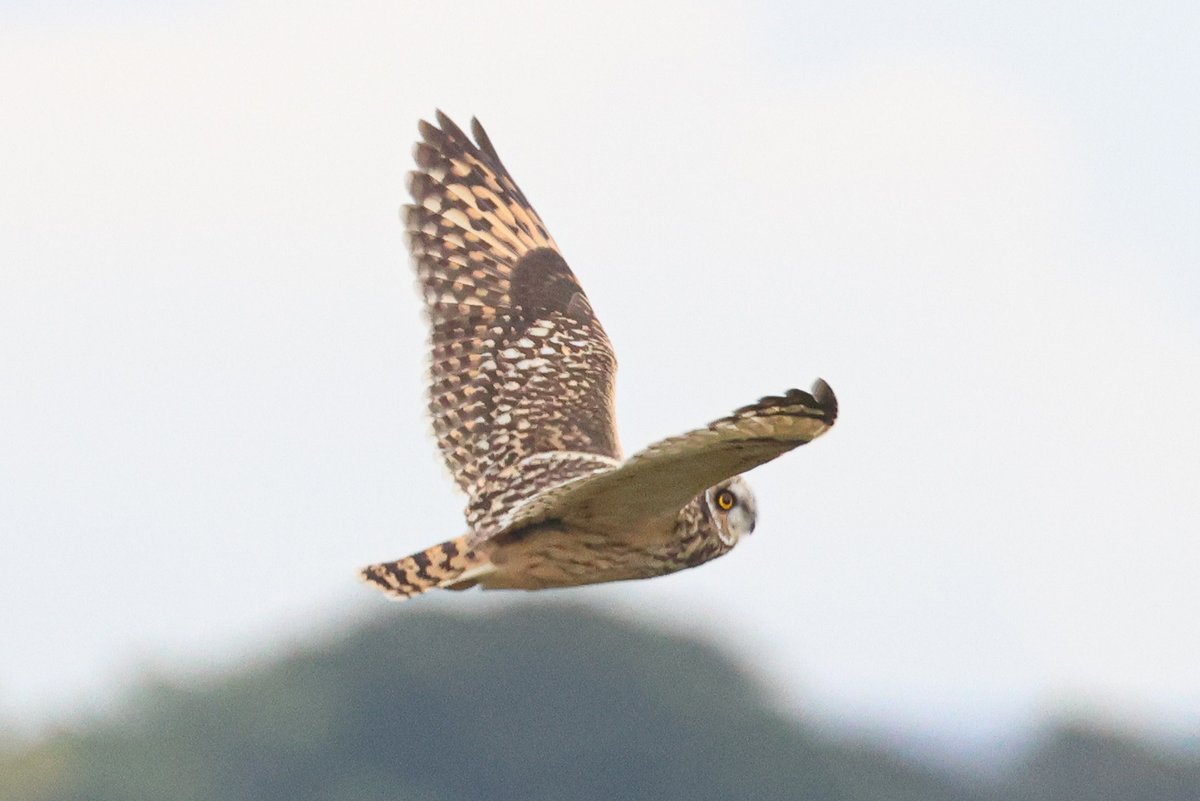 SEO  at Aberlady this evening ... at least 2 birds could have been 4. @birdinglothian @stuart007464