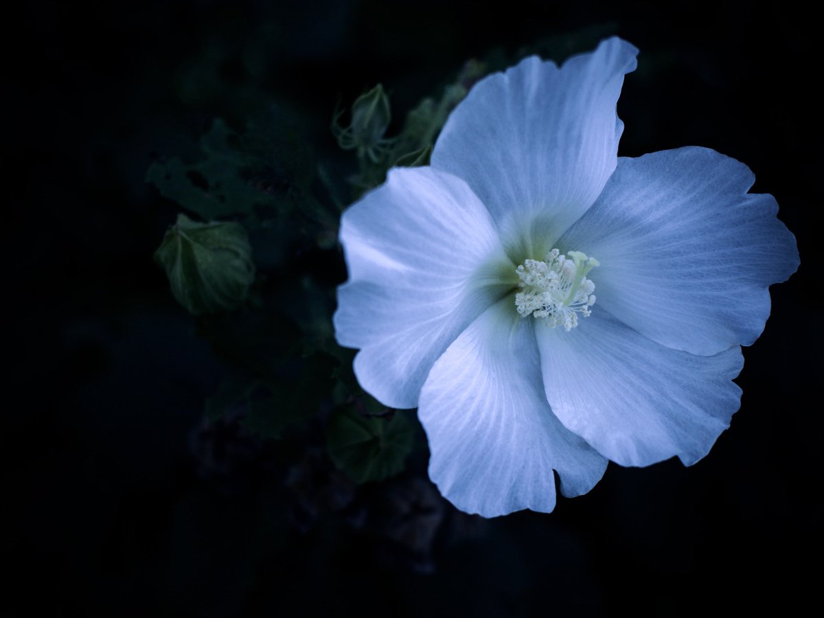FREEHAND_ITL's tweet photo. #フヨウ #芙蓉 #HibiscusRosaSinensis #ChineseHibiscus
#写真で伝えたい私の世界
#花 #花の写真 #flower #flowers #flowerphotography
#夢の島熱帯植物館
#YumenoshimaTropicalGreenhouseDome
#YumenoshimaTropicalBotanicalGarden https://t.co/aXoBglOBRt