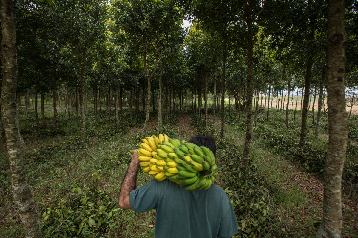 Agroforestry could be the largest single contribution the agricultural sector can make towards climate change, so why aren’t we talking about it more?🌳 Learn about how we can help this natural climate solution achieve its potential: bit.ly/tncagroforestry 📷: Felipe Fittipaldi