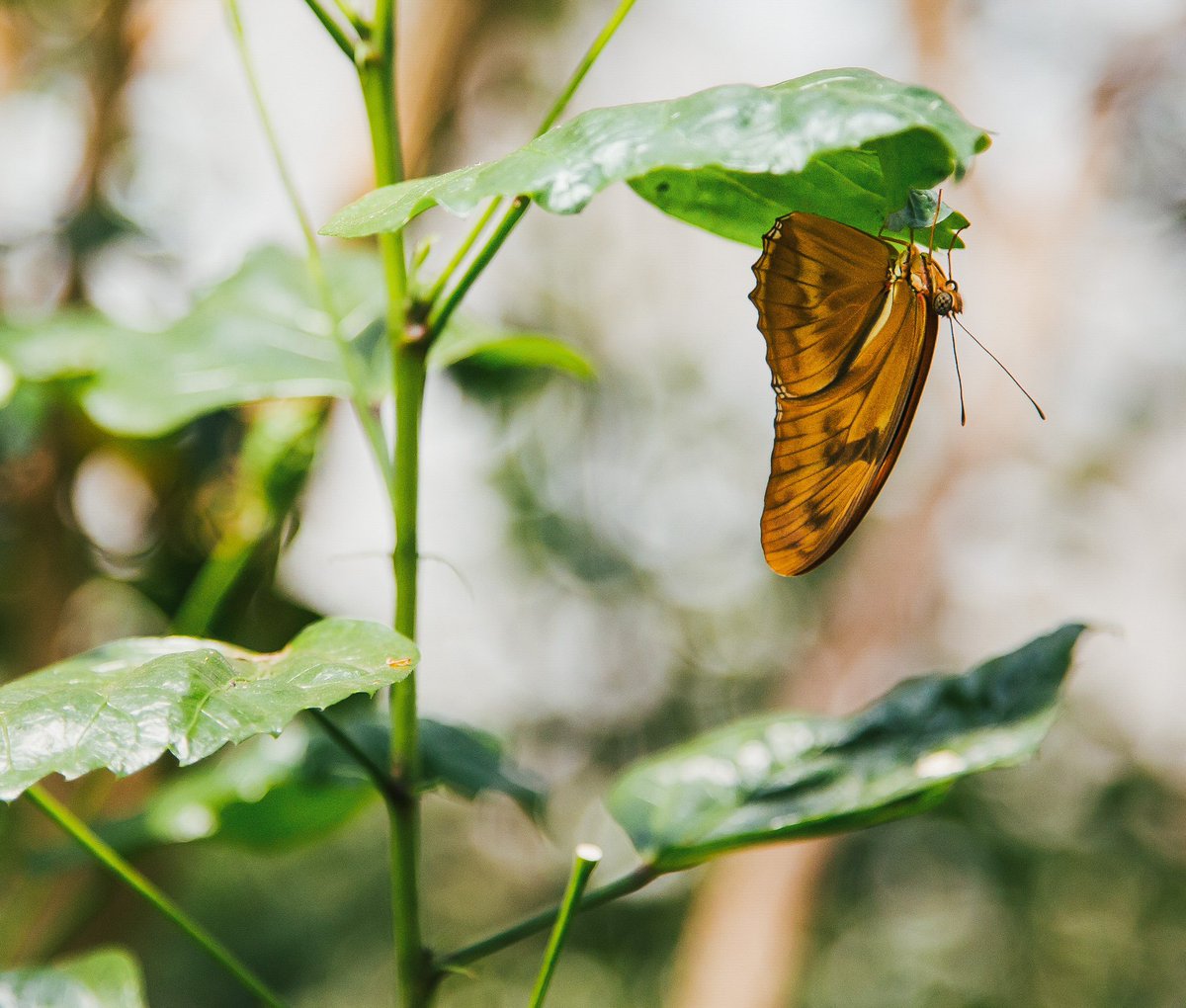The metamorphosis of a butterfly, from a crawling caterpillar to a creature of flight, mirrors life’s journey of self-evolution. This natural process unfolds at a precise pace, teaching us the essence of patience and the beauty of change that occurs exactly when it should.

Much