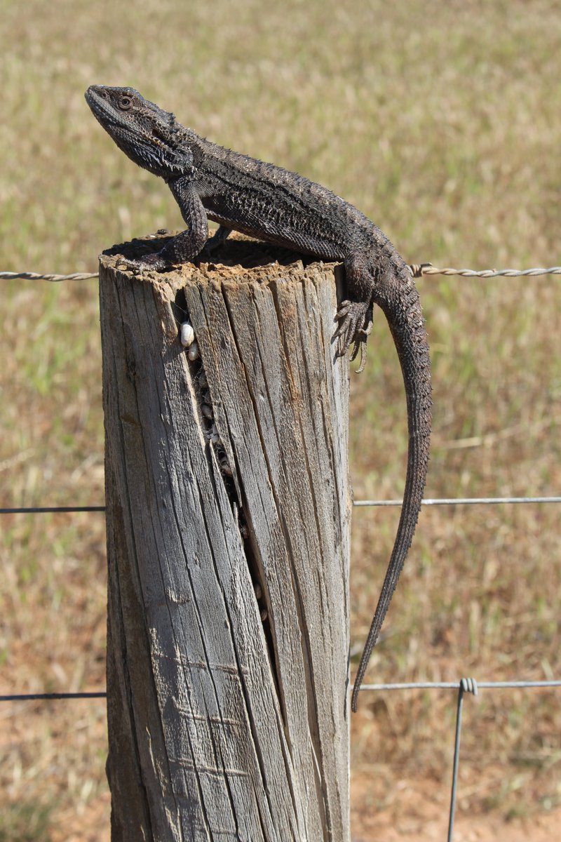 GerrutN's tweet image. Not all spiny lizards in our study site are central bearded dragons - an eastern bearded dragon I caught last Thursday
@MikeG_lizards
@LEGS_Lab