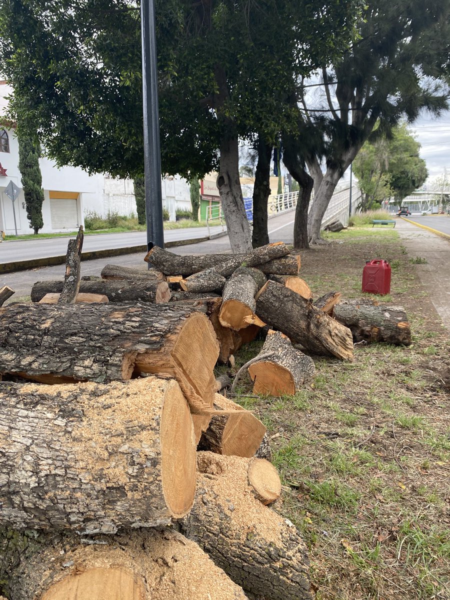 Como si a Puebla le sobraran áreas verdes o árboles, empleados de la Universidad de Chapingo han talado al menos tres arboles en el camellón de la 31 Oriente a la altura de la 20 Sur, dizque porque sus troncos estaban enfermos o huecos por hongos, lo que a simple vista no se ve.