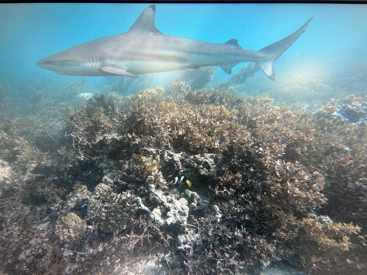 Catheline Froehlich🐠🎙️🐡|FishEcologist|Podcaster tweet media