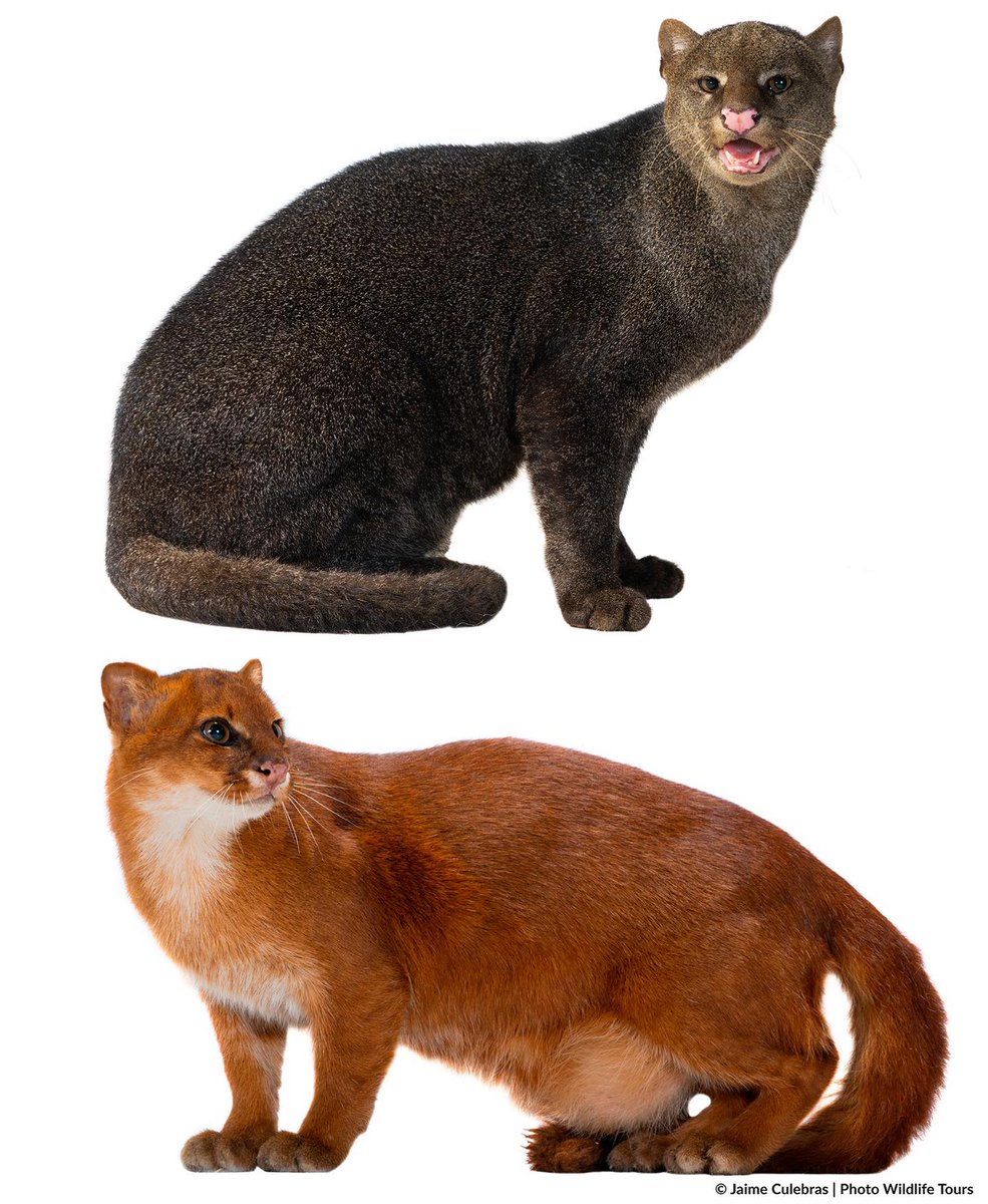 Misma especie, 2 morfos: Jaguarundi (Herpailurus yagouaroundi), un gato presente desde el norte de México hasta Argentina y Uruguay, una maravilla de aspecto un tanto atípico con su cuerpo alargado.
Individuos rescatados y rehabilitados en el <a href="/bioparqueamaru/">AMARUBIOPARQUECUENCA</a>.
<a href="/CondorFundacion/">Fundación Cóndor Andino Ecuador</a>