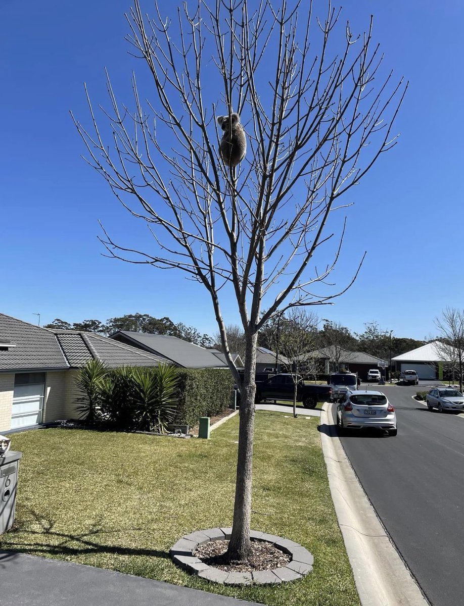 phil_aussie's tweet photo. @savesydneykoala @CreakingG @PennySharpemlc @campbelltownnsw @tanya_plibersek The cars are just the start. Wait until the dogs and cats move in. All of this development in south west sydney needs to be stopped. Politicians obviously don't care about Koala extinctions. https://t.co/ZfeEVCr3iG
