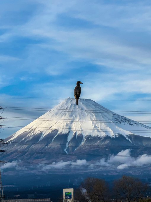 rawad_steeh's tweet photo. Birds standing on top of Mount Fuji. Does it also create a sense of presence? https://t.co/BtOpsTmNYo