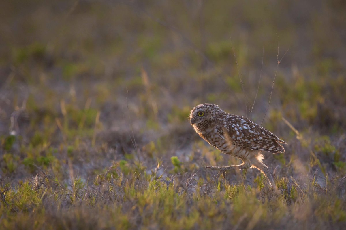 Eric Balcanoff tweet media
