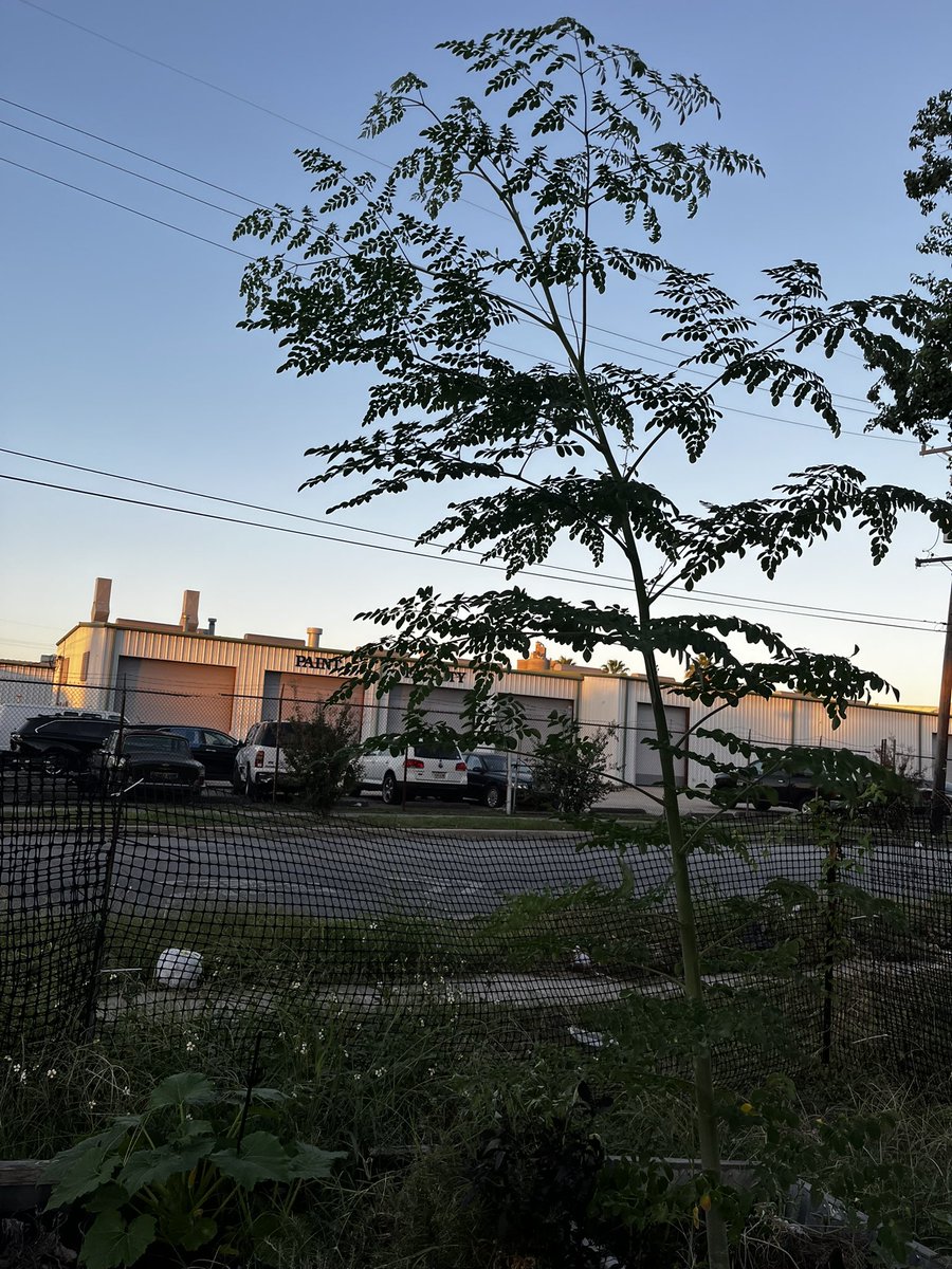 LilithDorsey's tweet image. Here’s a photo of my “miracle” moringa tree in my community garden. It was planted from seed about 8 months ago … yes it’s well over 6ft tall  #urbangarden #growlocal #BulbanchaBloomsGarden 🌱 👏🏾