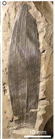 Araucarioides🌲🍃A relic from the dino-days that was still dwelling near the South Pole during the toasty Eocene Epoch (~50 million years ago). Great work @Dancingfossils @IEscapa, Bob Hill, Greg Jordan & Ray Carpenter! @uccBEES @UofAPalaeos @eriucc @environmentinst