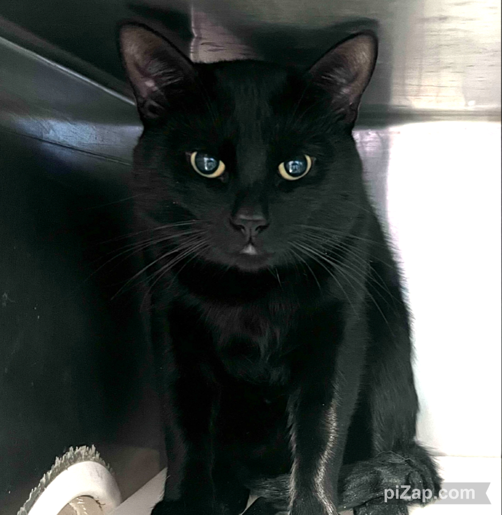 NYCDEATHROWCATS's tweet photo. Roger was found in an apartment building hallway. The finder brought him into the ACC since no one seemed to claim the cat. Roger is not happy here and needs a nice quiet home.
https://t.co/M3wuiY3NCb https://t.co/jtH2jBGIZN