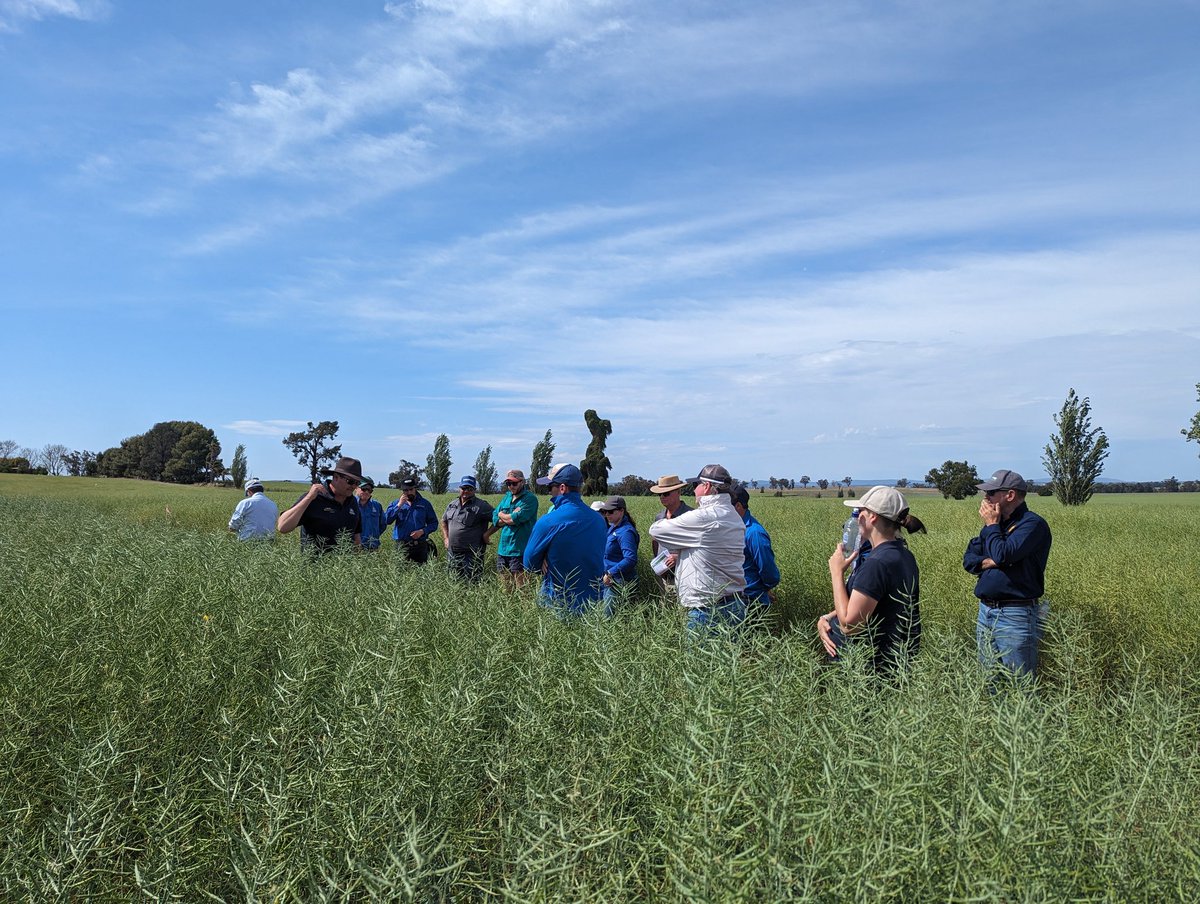 NVT Canola at Parkes, holding up well in the dry season. @NSWDPI_AGRONOMY <a href="/GRDCNorth/">GRDC North</a>