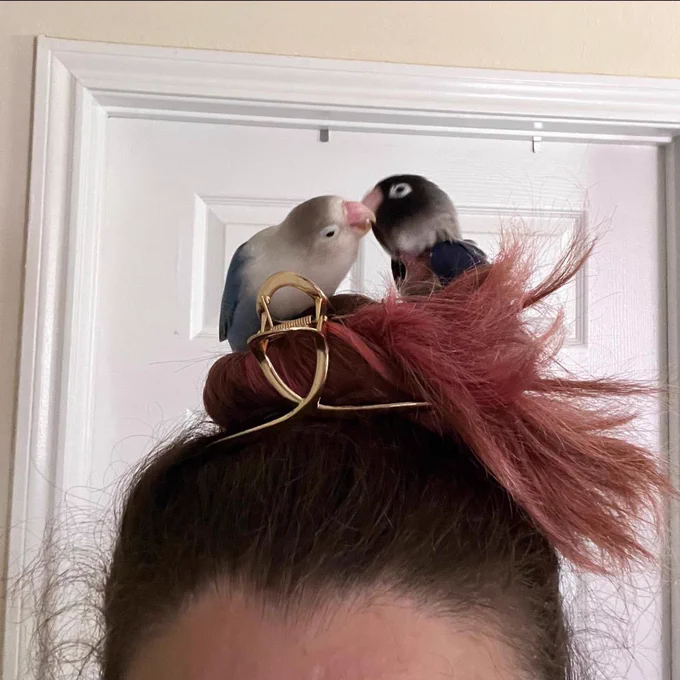 Bird nest bun 