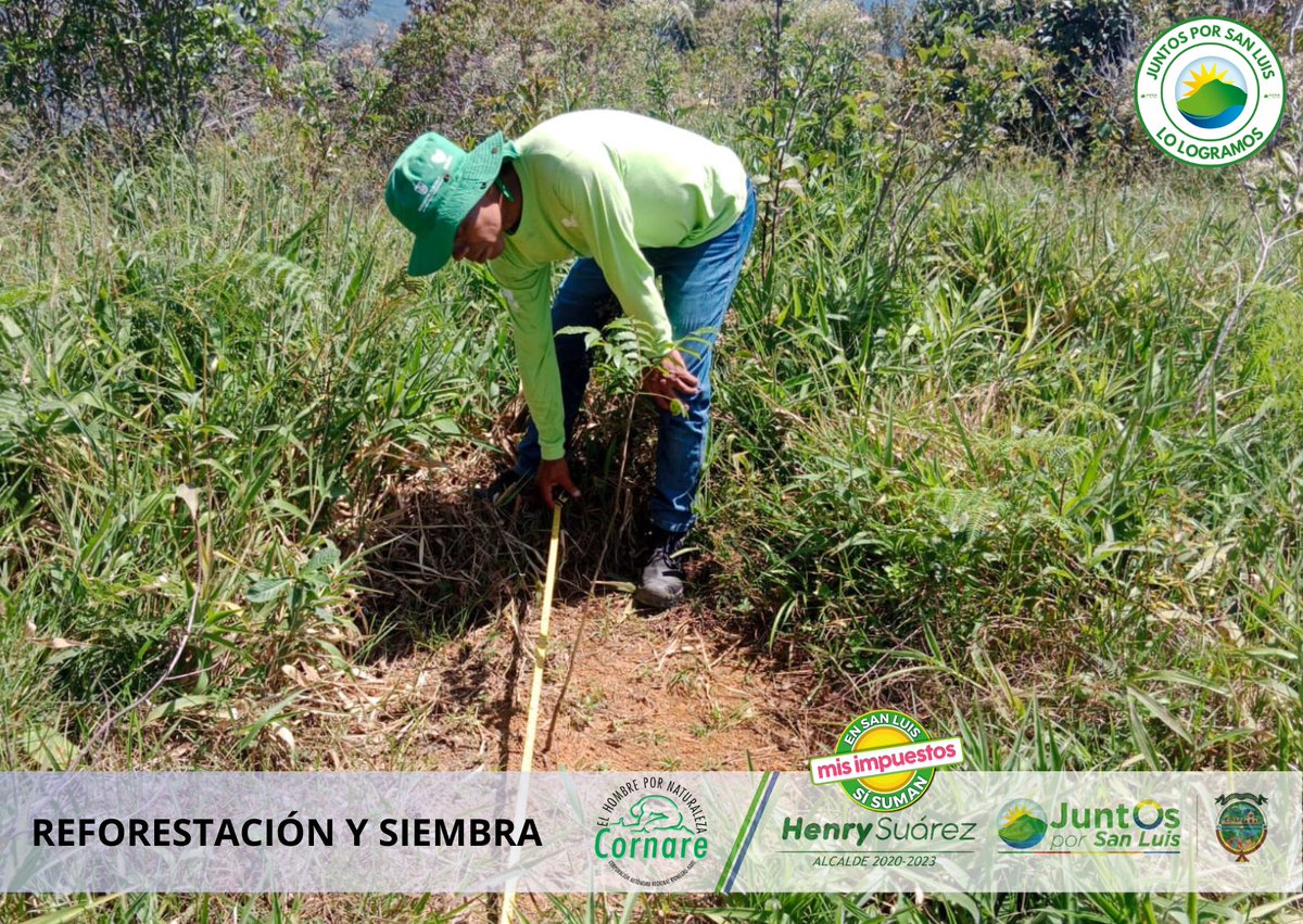 SanLuisANT's tweet image. ¡Juntos Por San Luis LO LOGRAMOS!  ✅ ¿Sabías que durante este cuatrienio sembramos 110.609 árboles en diferentes predios que suman 146.2 hectáreas?. Gracias a convenios de reforestación con entidades como #Gobernación, #Priser, #RIA, el proyecto #BosquesDePaz,  entre otros.