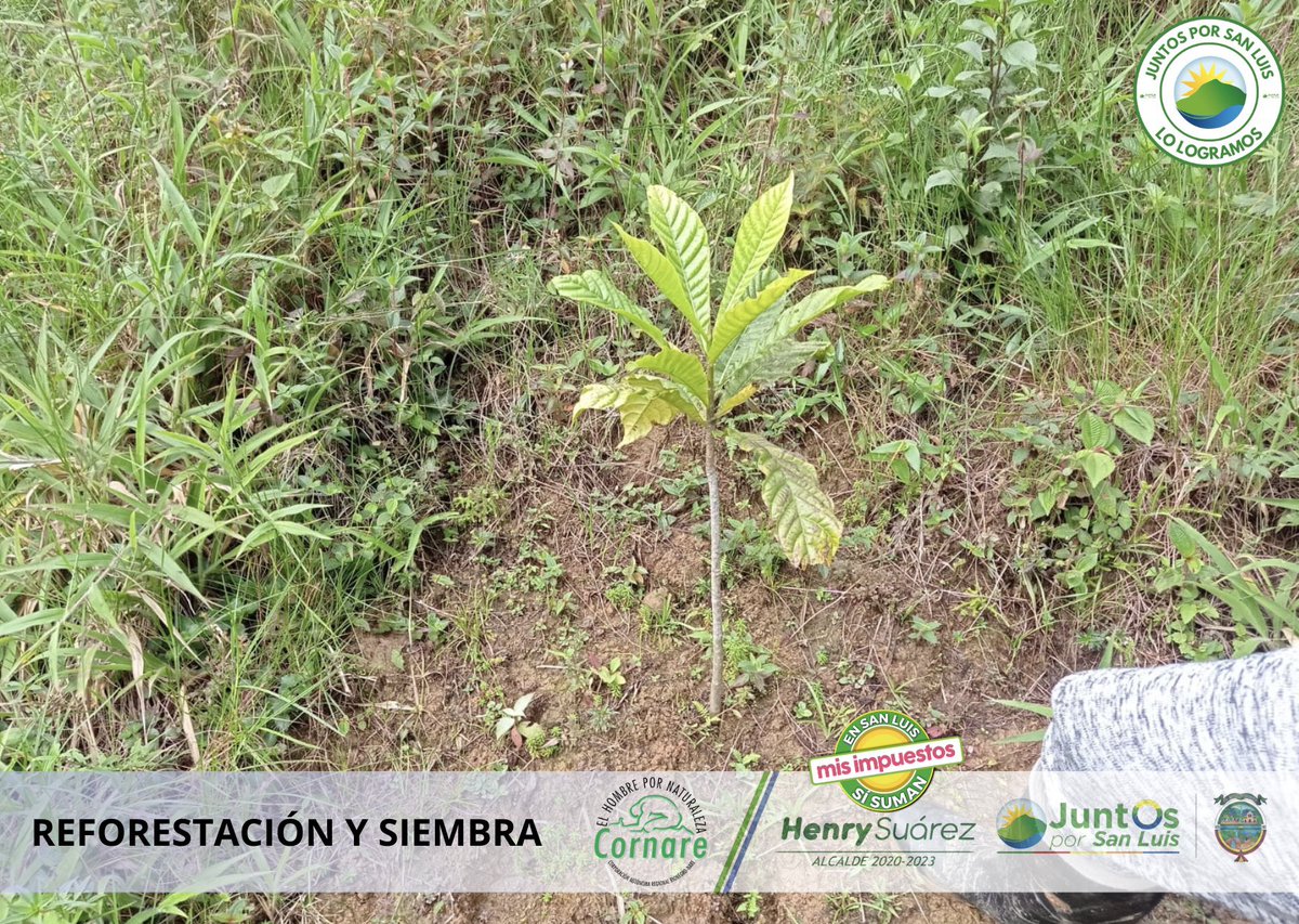 Henryesuarez's tweet image. ¡Juntos Por San Luis LO LOGRAMOS!  ✅ ¿Sabías que durante este cuatrienio sembramos 110.609 árboles en diferentes predios que suman 146.2 hectáreas?. Gracias a convenios de reforestación con entidades como #Gobernación, #Priser, #RIA, el proyecto #BosquesDePaz,  entre otros.