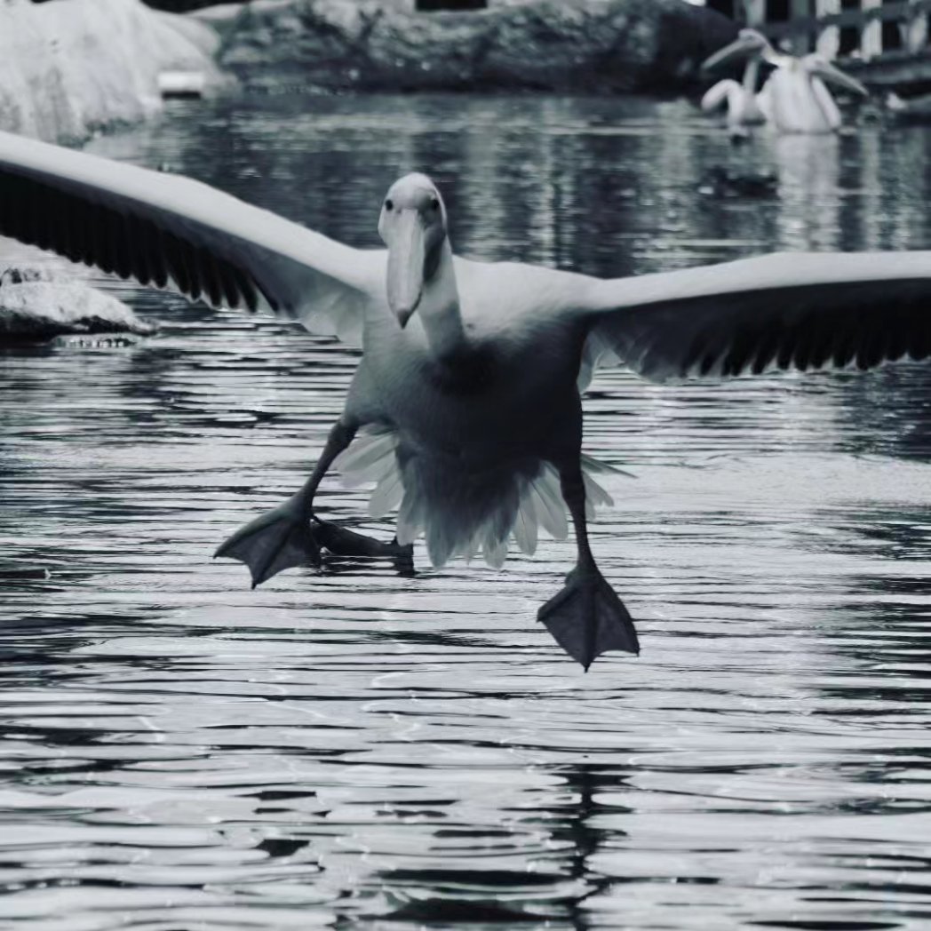 ペリカンフライト🌿
#神戸どうぶつ王国 #動物園
#ポートアイランド #鳥写真
#モモイロペリカン #記念撮影
#ペリカンフライト #イベント
#カメラ女子 #関西カメラ部
#モノクローム #白黒写真
#ファインダー越しの私の風景
#kobeanimalkingdom
#birdphotography #zoo
#whitepelican #japan
#monochrome